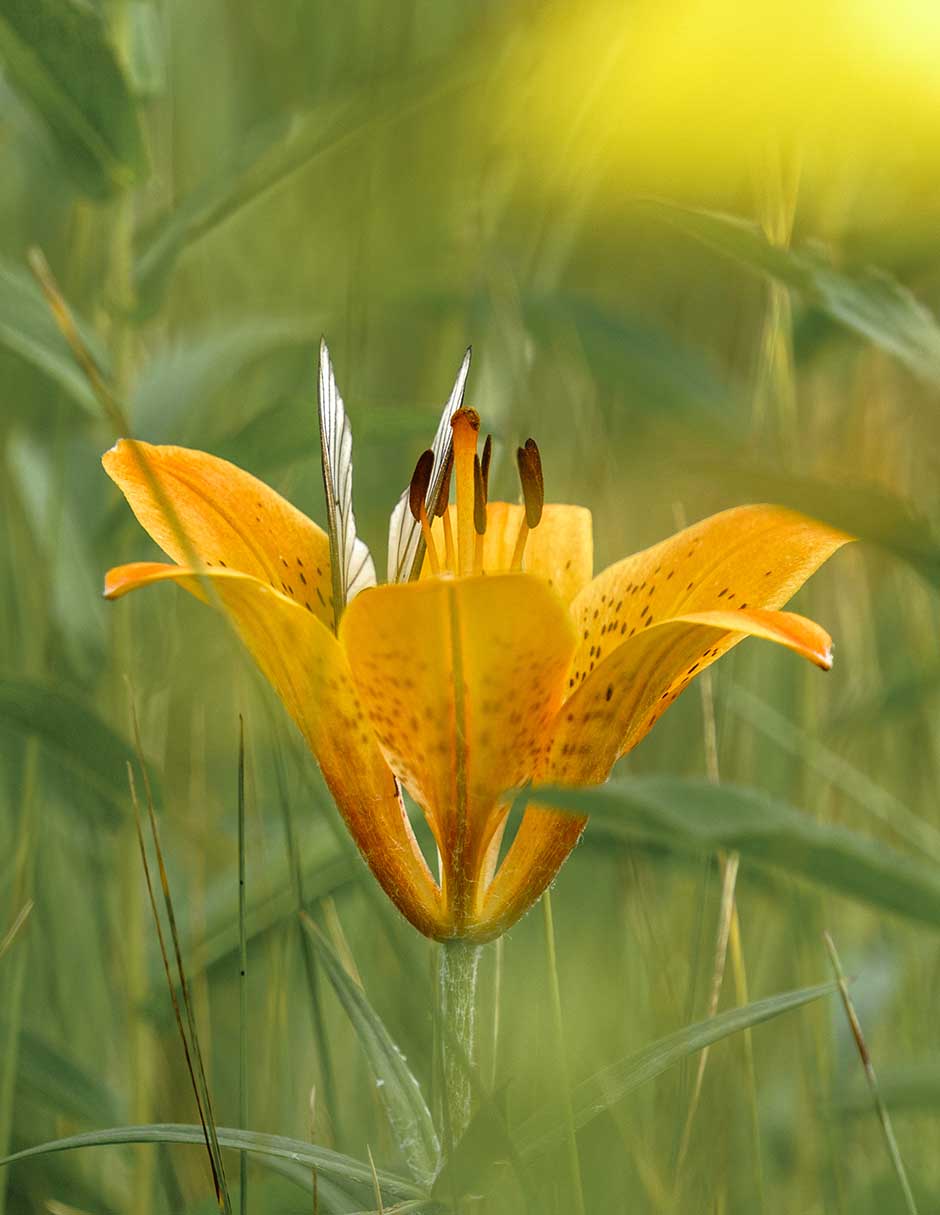 Lente zoom telefoto modelo 202031 95 mm f / 6.3 para cámara sony 95 mm f / 6.3 para cámara Sony 8