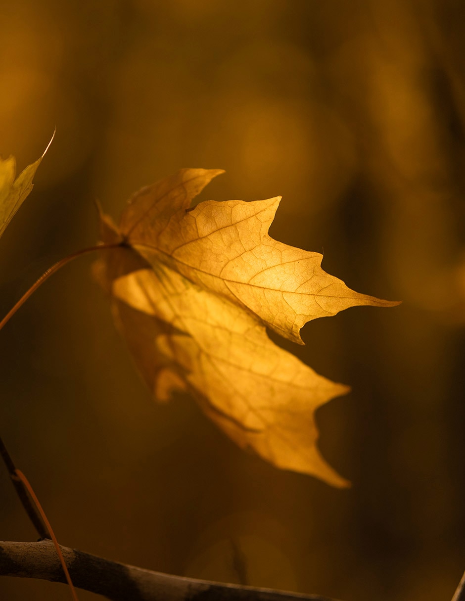 Lente zoom telefoto Fujifilm modelo 205137 56 mm f / 1.4 para cámara canon serie eos r